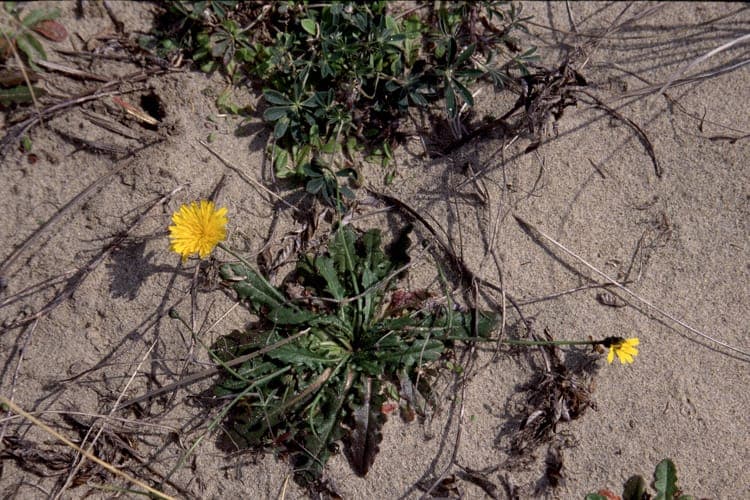 Hairy hawkbit plant with tiny yellow flowers on rocky ground