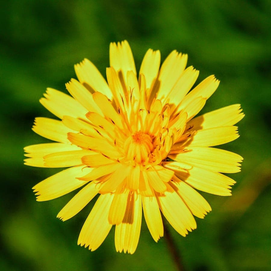 Léontodon tubéreux avec des fleurs jaunes brillantes en pleine floraison