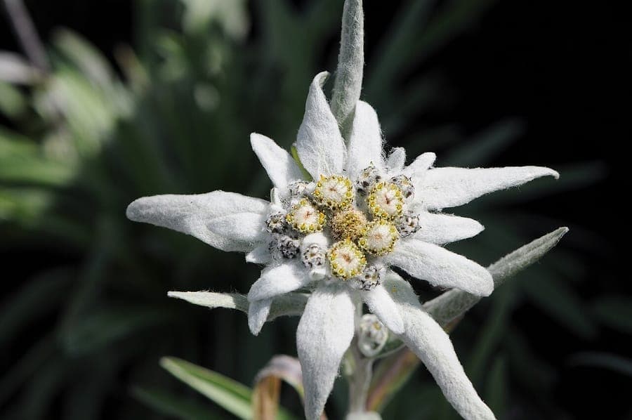Edelweiss-Blüte mit charakteristischen silberweißen wolligen Blättern und gelbem Zentrum