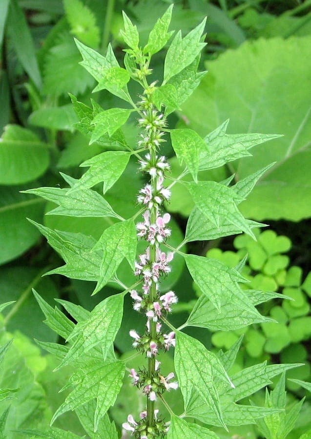 Leonurus cardiaca with pink-purple flowers