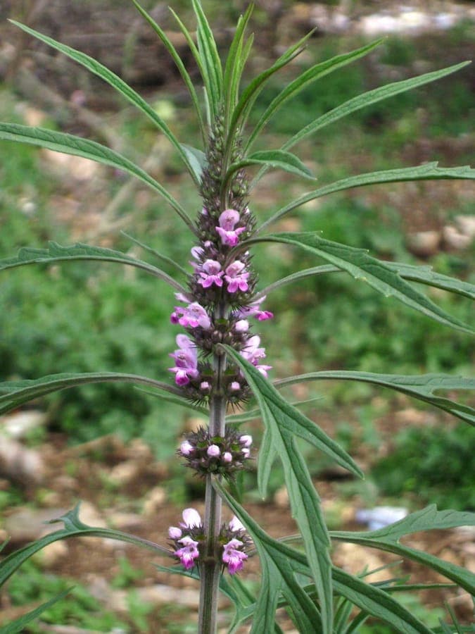 Leonurus sibiricus pink flowers attracting pollinators