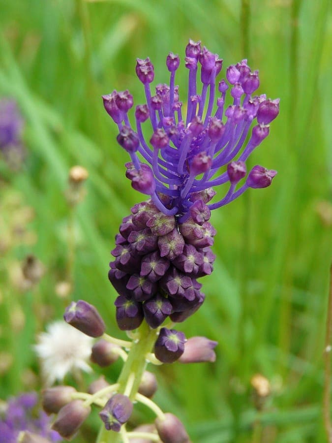 Blutenstiehl von Leopoldia comosa mit purpurroten und weißen Bluten
