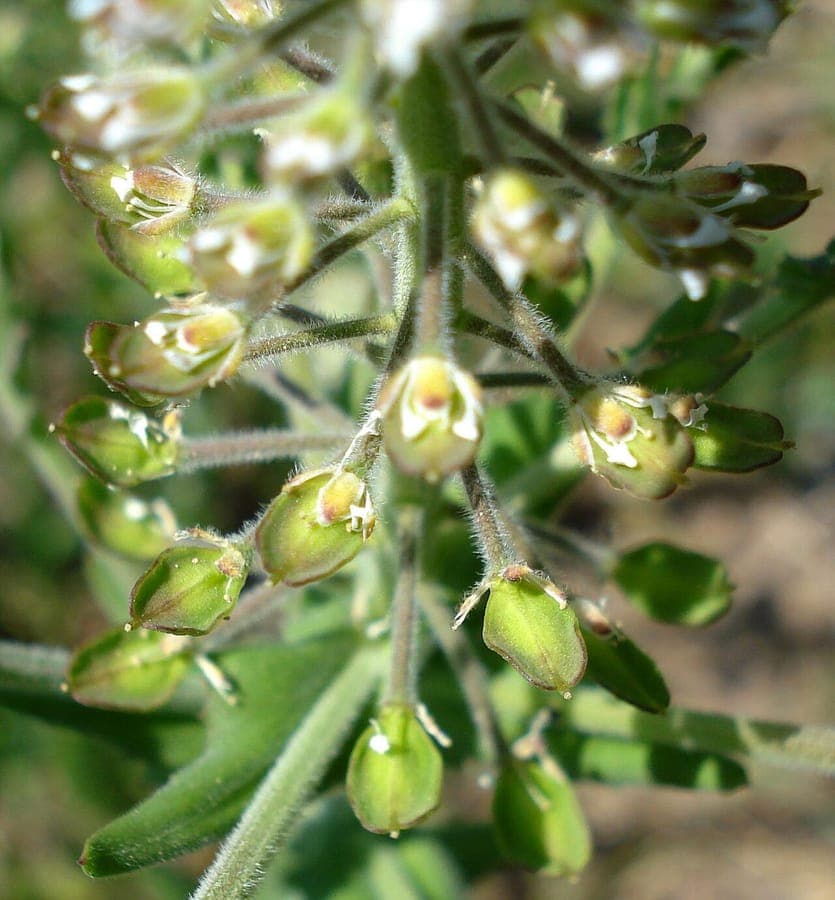 Lepidium campestre met witte bloemen en zaadkapsels