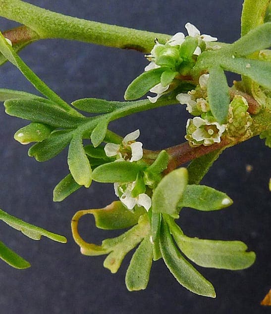 Lepidium coronopus with fine foliage and tiny white flowers