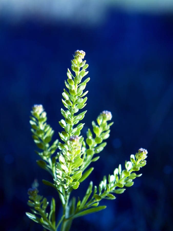 Lepidium densiflorum with dense flower spikes