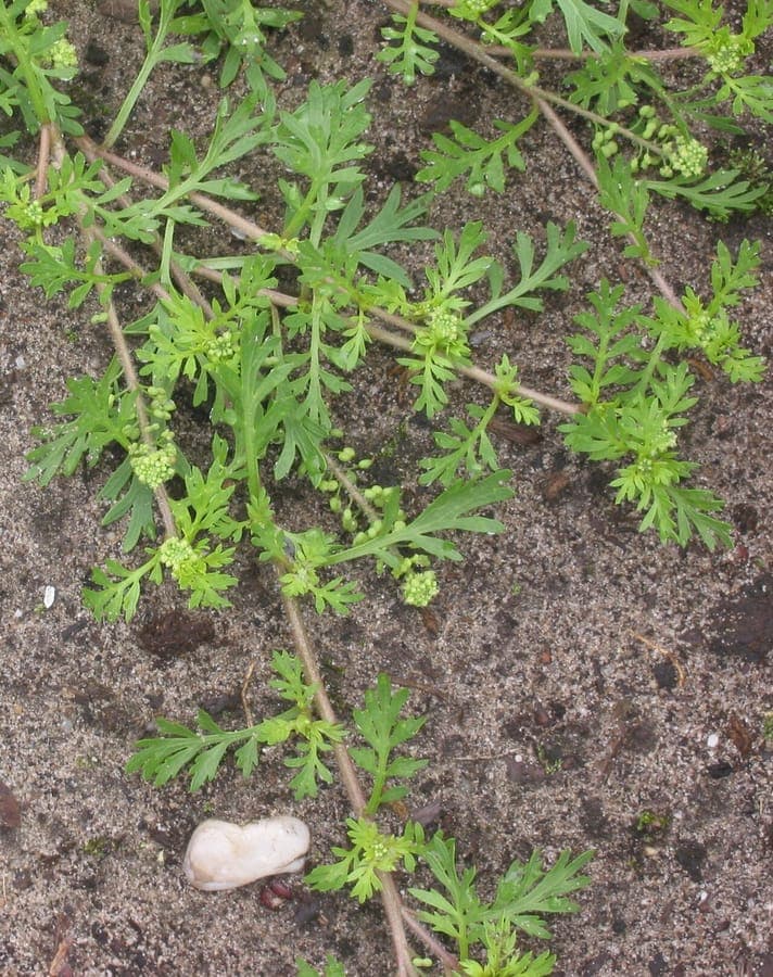 Lepidium didymum met karakteristieke tweekokige vruchten