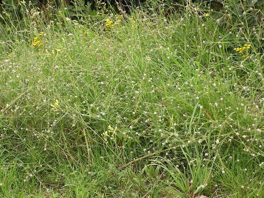 Zarte weiße Blüten und grasähnliches Laub