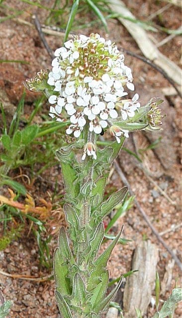 Rosettenform und zarte weiße Blüten