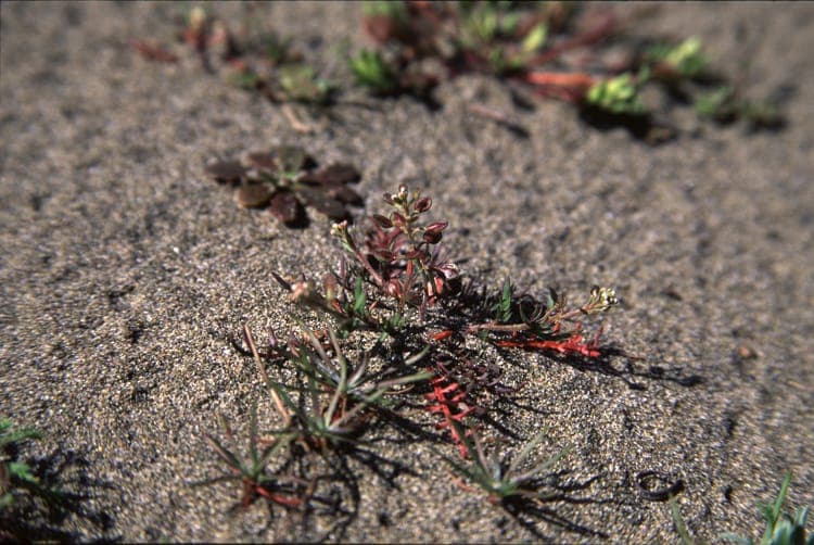 Lepidium nitidum - glanzende kruidkers met glanzende siliculas