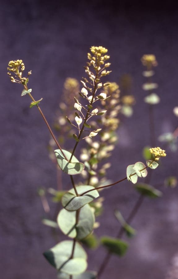 Fleurs jaunes et feuilles perfoliées distinctives