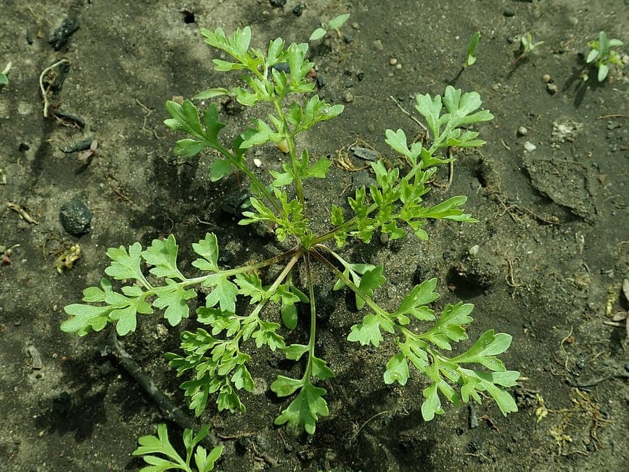 Gartenkresse in vollem Wachstum auf einem Gemüsebeet
