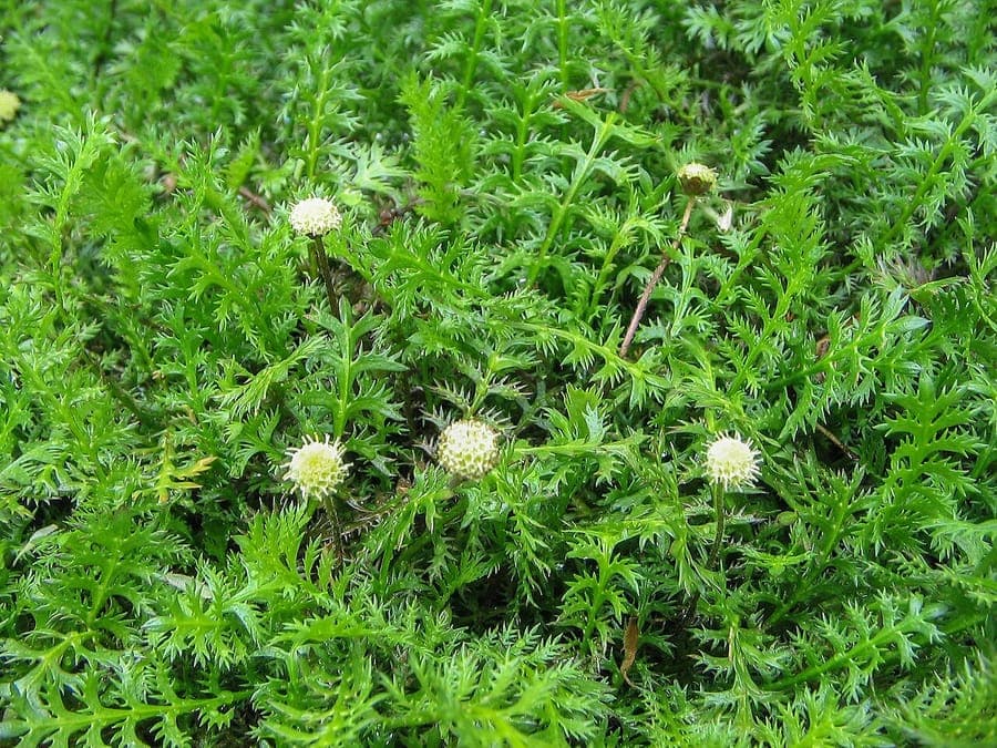 Leptinella squalida Pflanze mit kleinen messingfarbenen Knopfbluten in Grup