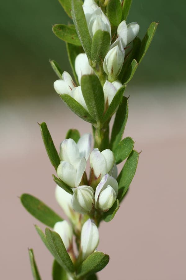 Lespedeza cuneata with elegant, finely leaved stems and small white flowers