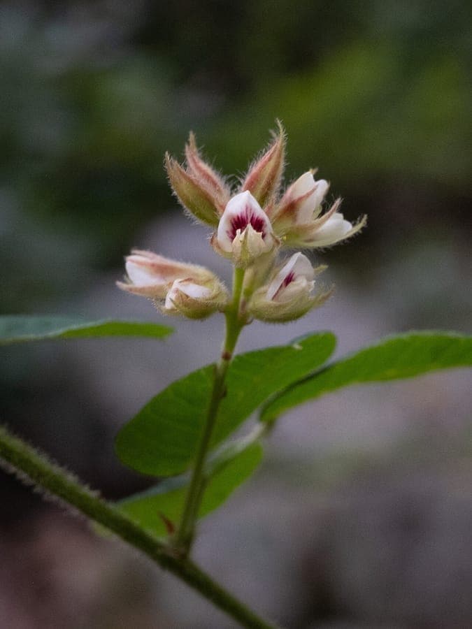 Lespedeza hirta Behaarter Buschklee mit kleinen weißen Blüten an aufrechten behaarten Stängeln