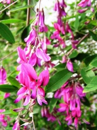 Lespedeza thunbergii avec des fleurs violettes en grappes tombantes denses