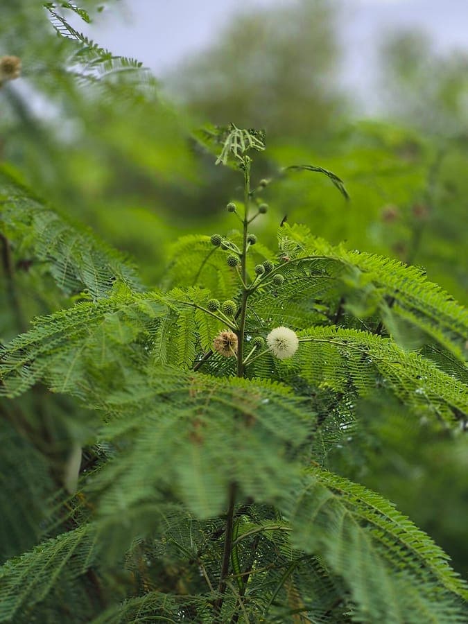 Weiße Mimose in voller Blüte mit Blütentrauben