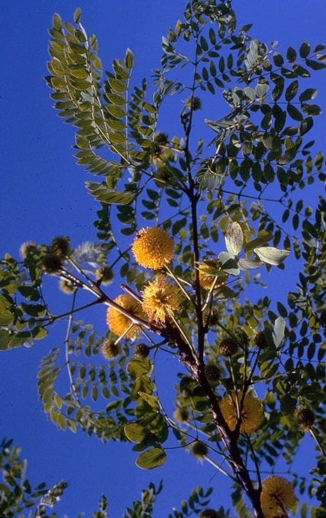 Gele bolvormige bloemen van de goudbolacaciaboom (Leucaena retusa)