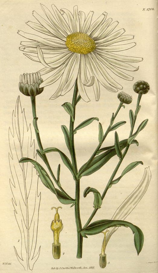Hungarian daisy plant with large white flowers