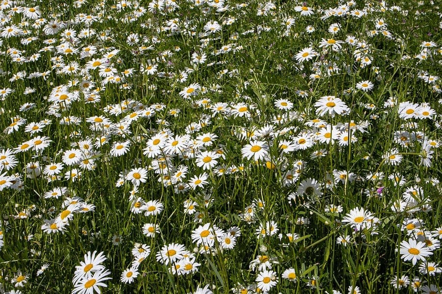 Max chrysanthemum (Leucanthemum maximum) with large white flowers