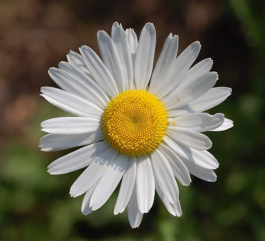 Gewone margriet in volle bloei in een natuurlijke weide