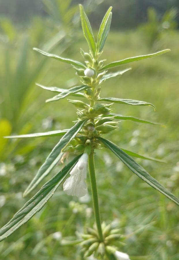 Wild ocinum with characteristic white flower whorls