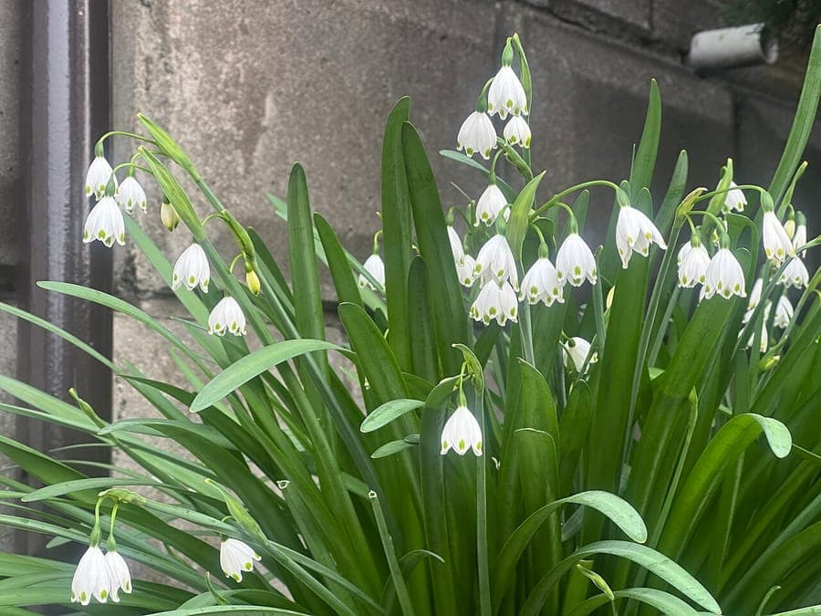 Zomerklokje met zijn karakteristieke witte bloemen met groene topjes