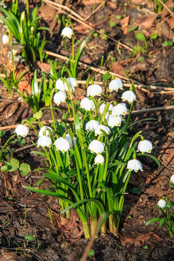 Lenteklokje met elegante witte hangende bloemen met groene topjes