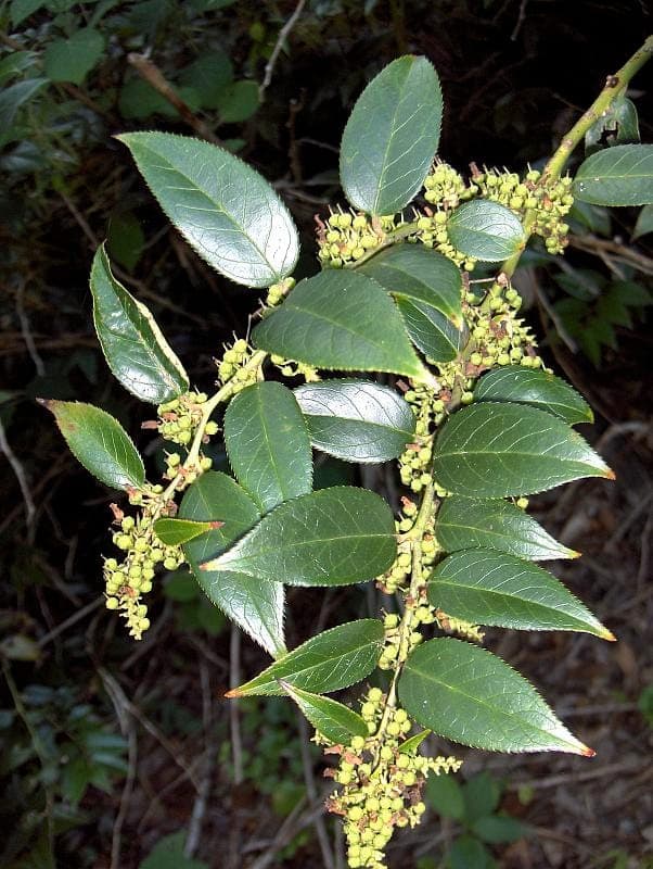 Bogenformige Zweige mit glanzend grunen Blattern von Leucothoe fontanesiana