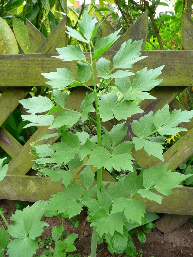 Lovage plant displaying its characteristic tri-pinnate leaves and yellow flower umbels