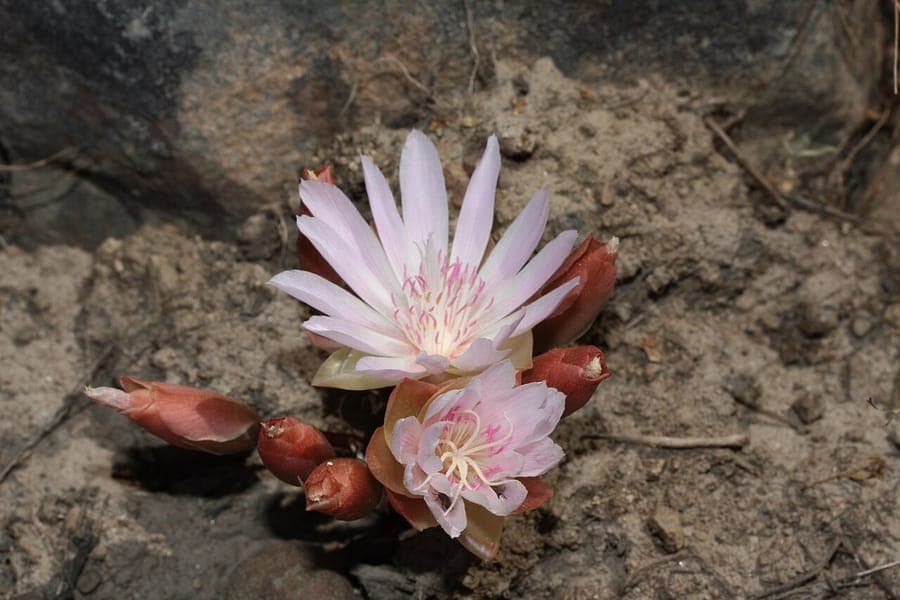 Lewisia rediviva Alpenpflanze mit rosa Bluten