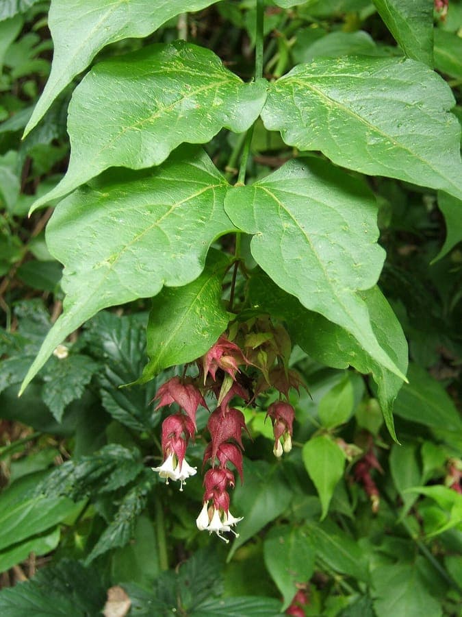 Pheasant berry displaying its characteristic drooping white flowers and dark berries