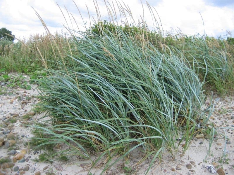 Lyme grass displaying characteristic blue-green foliage and pendulous flower spikes
