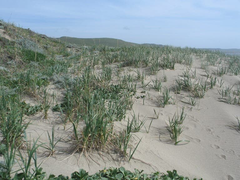Leymus mollis, American dune grass, with blue-grey stems and seed heads on a sandy coastal site