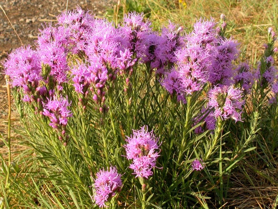 Liatris punctata with purple flower spikes in sunny prairie setting