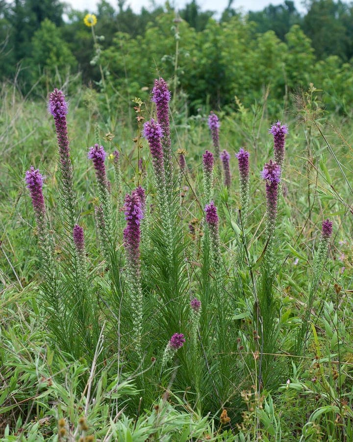 Liatris pycnostachya avec des epis floraux violets denses poussant vers le haut