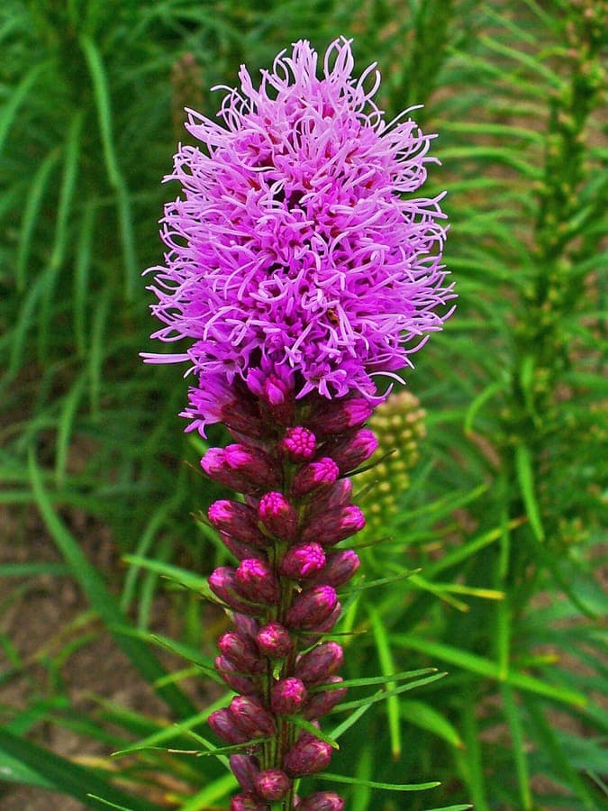 Liatris spicata avec des fleurs pourpres en un long epi