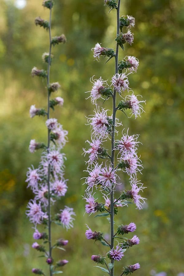 Paarsroze bloemenaren van de Appalachen-prachtscherm (Liatris squarrulosa) in volle bloei
