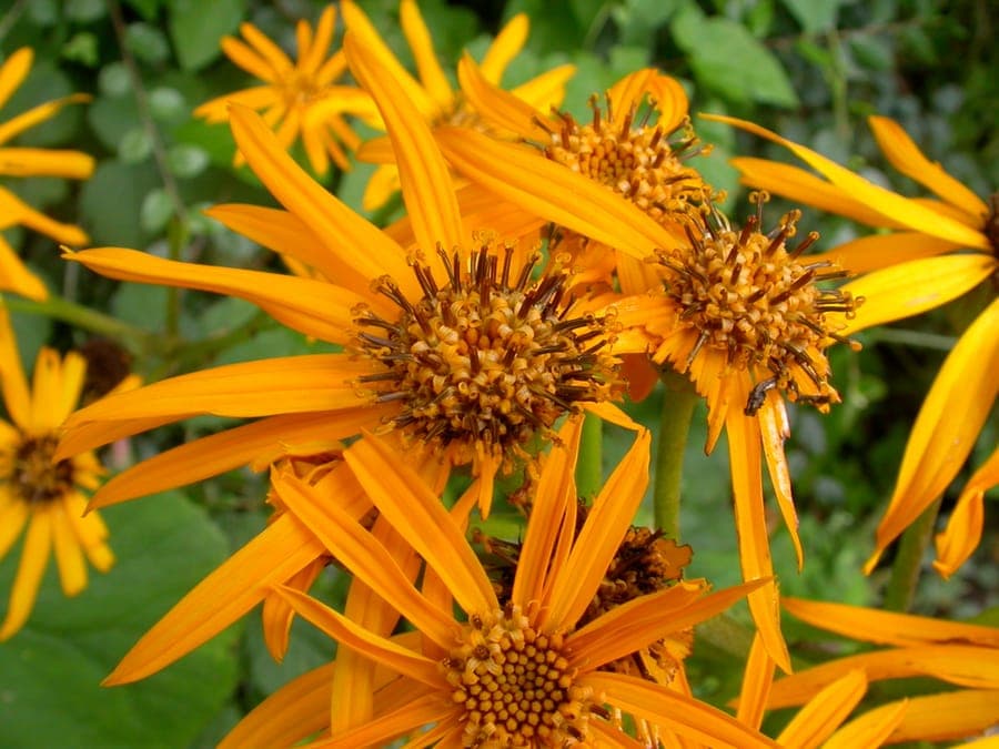Ligularia plant with large toothed leaves and yellow flowers