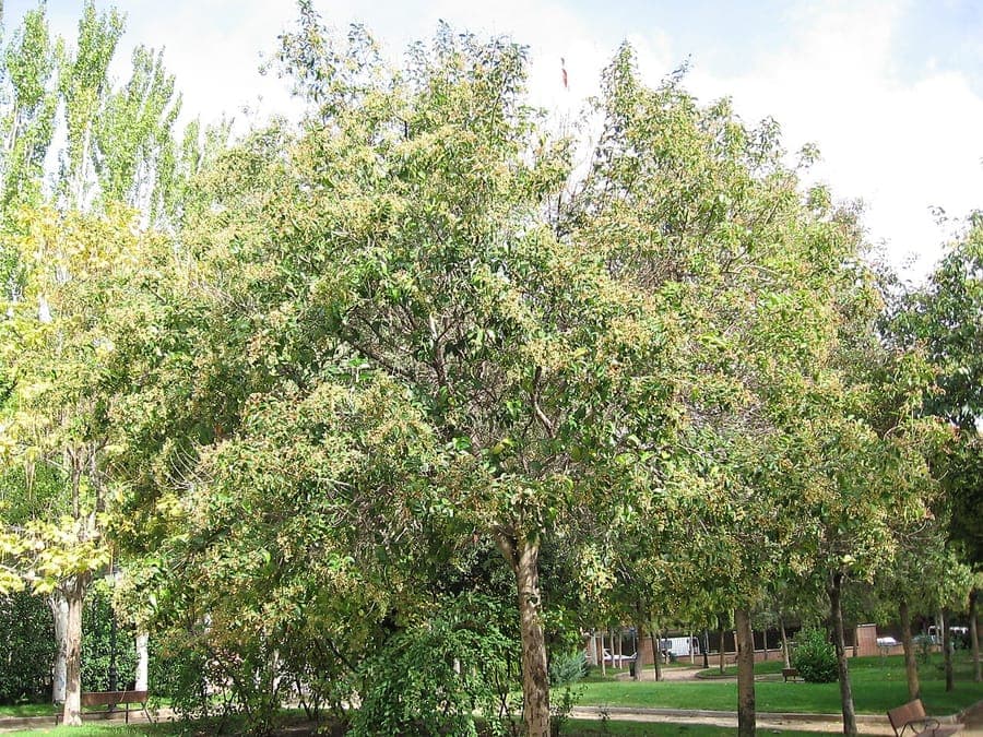 Dichte, glänzende Hecke aus Japanischem Liguster in voller Blüte