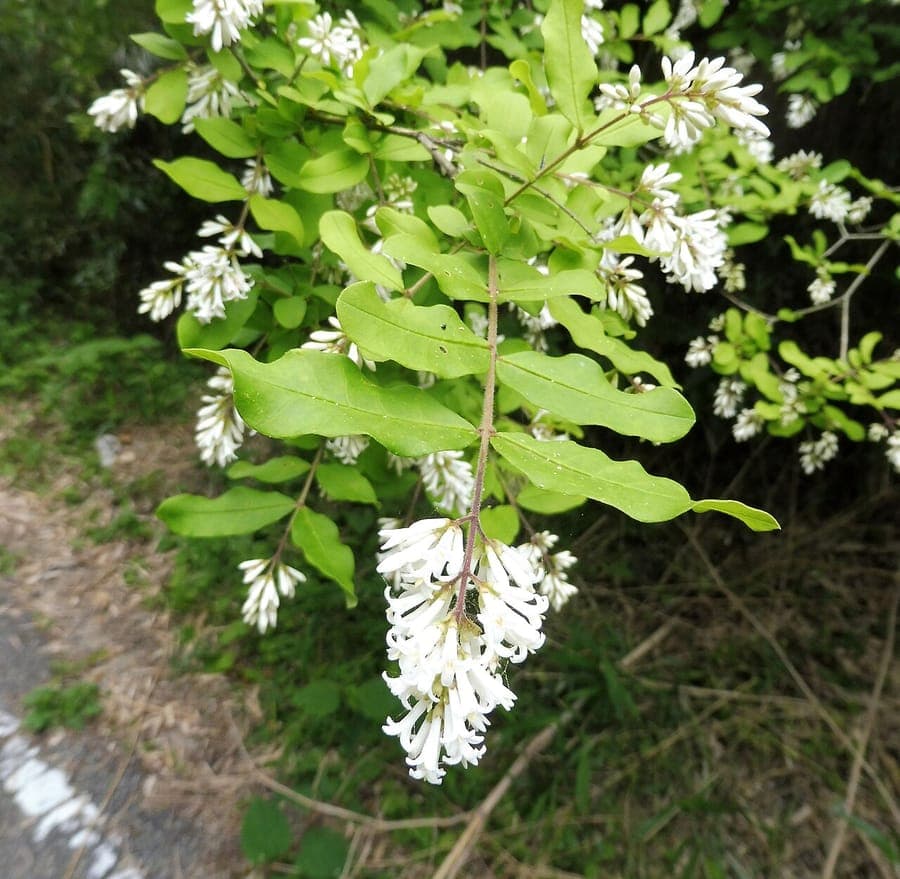 Ligustrum obtusifolium border privet with delicate white flowers and dense foliage