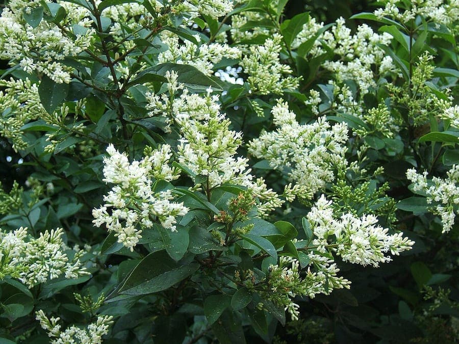 Neatly clipped privet hedge with dense, glossy green foliage along a garden path