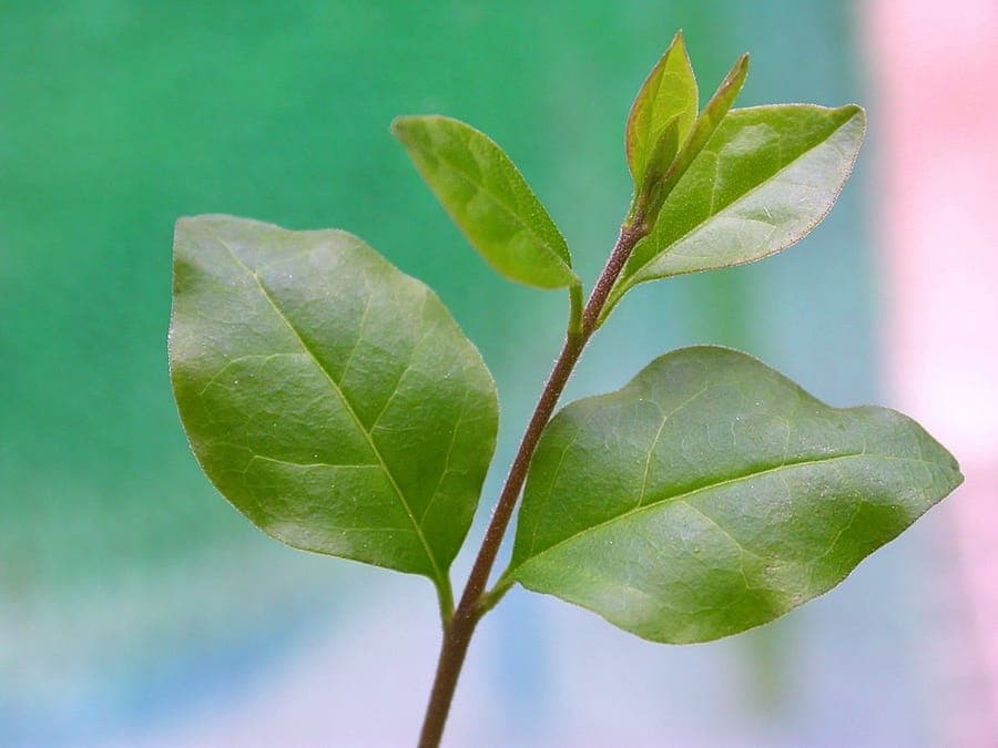 Dichte, grüne Hecke aus Chinesischem Liguster in einem Garten im Sommer