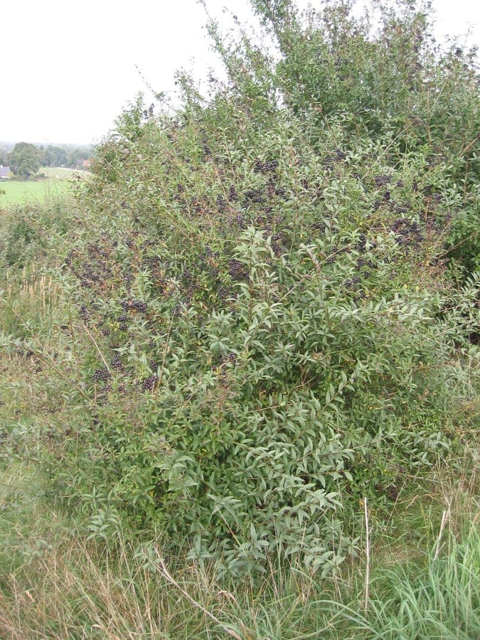 Gemeiner Liguster in dichter Hecke, mit dunkelgrünen Blättern und weißen Blüten