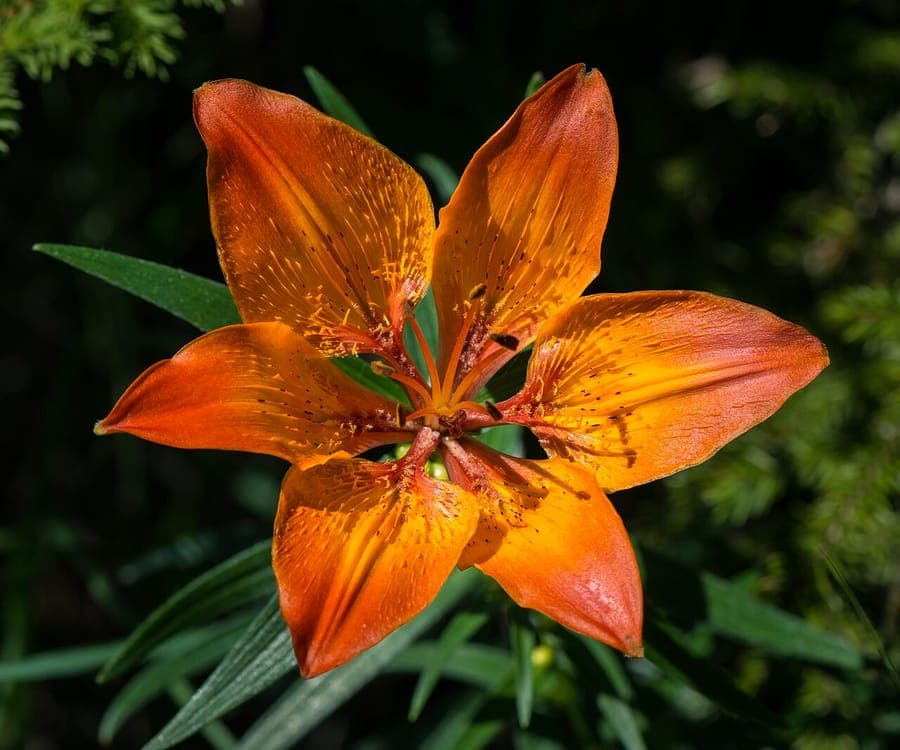 Vibrant orange lilies blooming in a sunny border