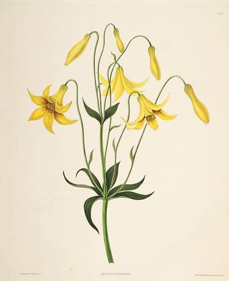 Canada lily with drooping yellow flowers