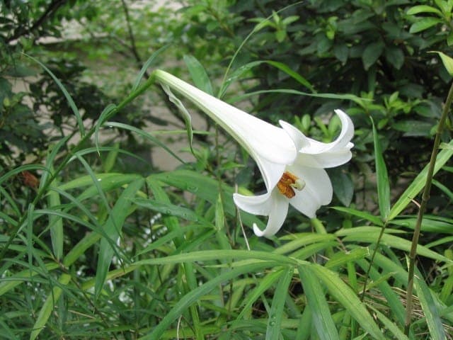 Lilium formosanum white trumpet flower