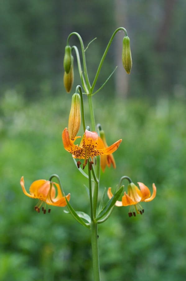 Kelley's lily with orange and red flowers in mountain habitat