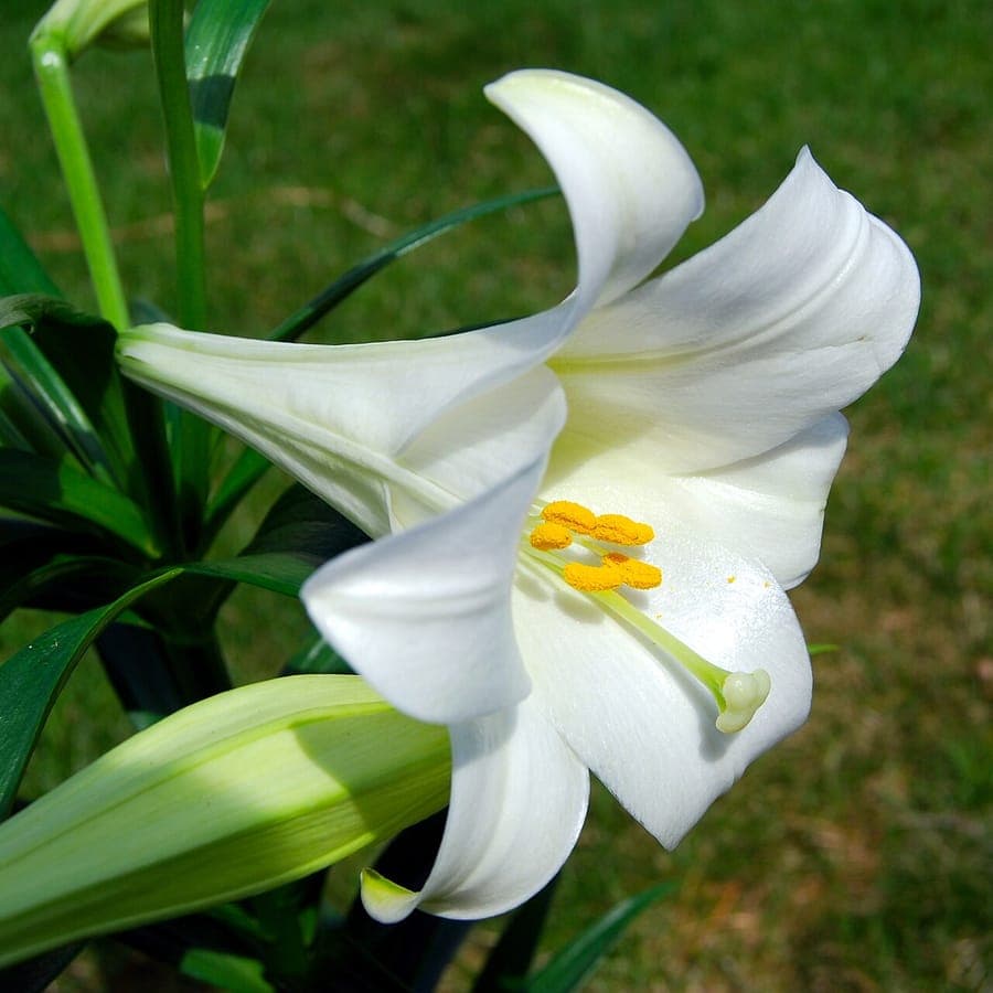 White Easter lily flowers in full bloom