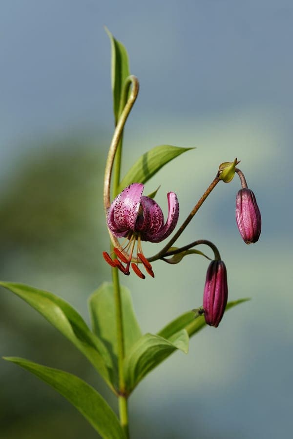 Turkse lelie met gebogen, paarse bloemen in een bosrandtuin