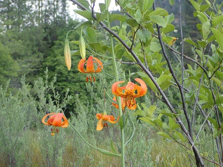 Lilium pardalinum with red-orange reflexed flowers bearing dark spots